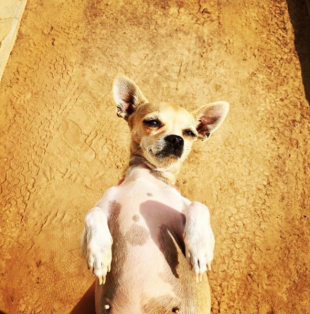 8 Chihuahuas enjoy Sundays too